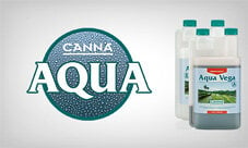 Canna Aqua
