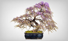 Bonsai Samen