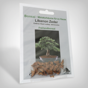 Pflanzensamen, Bonsai - Libanon Zeder