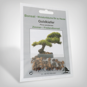 Pflanzensamen, Bonsai - Goldkiefer