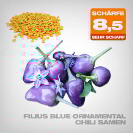 Filius Blue Ornamental Chili Samen, 10 Stk.
