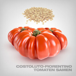 Costoluto Fiorentino Tomaten Samen, 10 Stk.