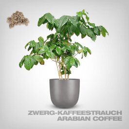 Pflanzensamen, Zwerg-Kaffeestrauch