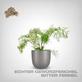 Pflanzensamen, Echter Gewürzfenchel