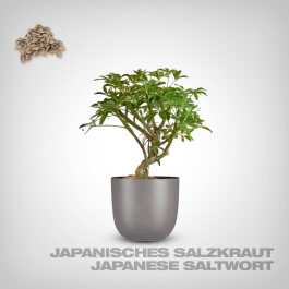 Pflanzensamen, Japanisches Salzkraut
