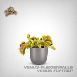 Pflanzensamen, Venus - Fliegenfalle