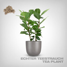 Pflanzensamen, Echter Teestrauch