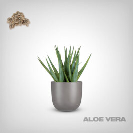 Pflanzensamen, Aloe Vera