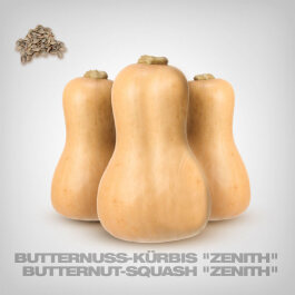 Kürbis Samen, Butternut-Kürbis "Zenith"