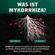 Dynomyco Mycorrhizae, 200g